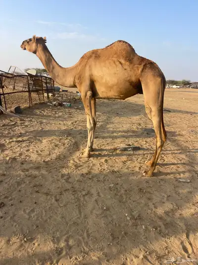 ناقه ساحليه. index