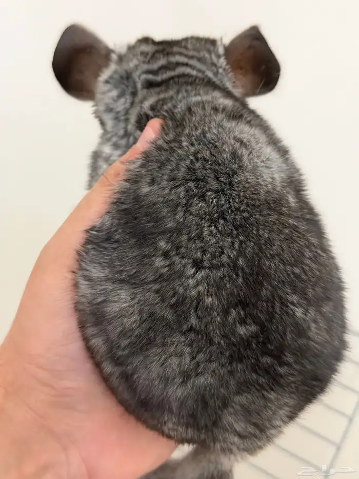 حيوان الشانشيلا شانشيلا 2