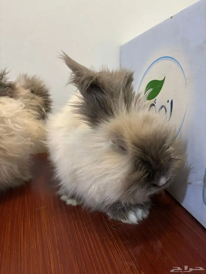 ارانب لتبني 1