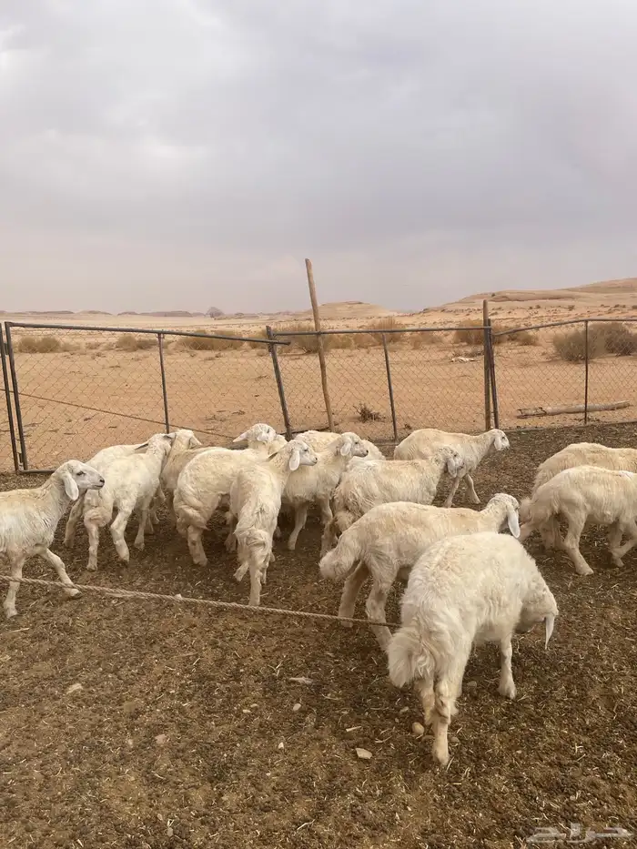 خرفان حريات 5