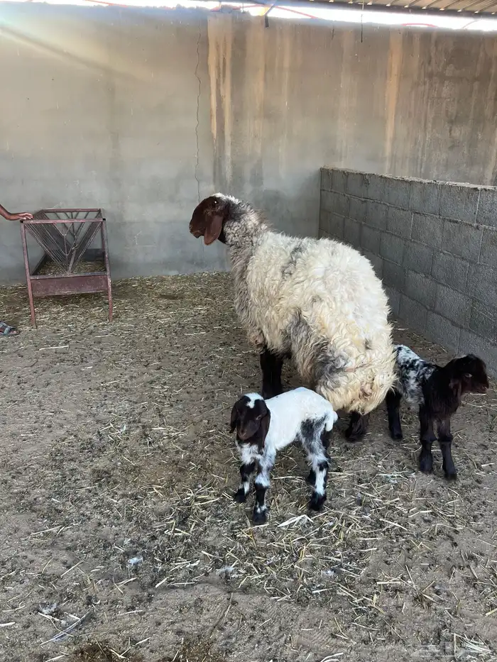 رغوث وراها توم رخل وخروف شرط سن وديد 3