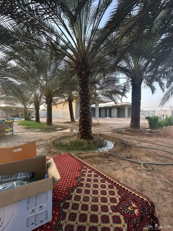 نخل مكرب للبيع 3