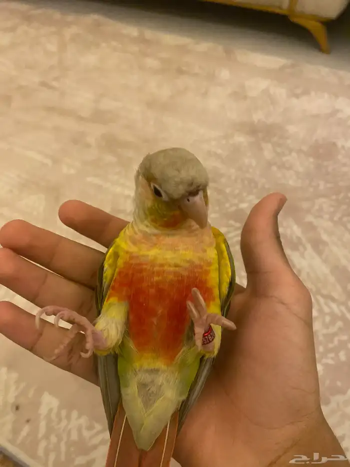 ببغاء كنيور اناناس 1