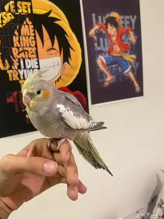 طير كروان أليف جدا  لعوب 3