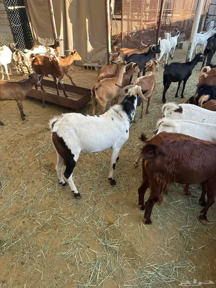 معزاء مشكلة بيشيات وجبلية 9