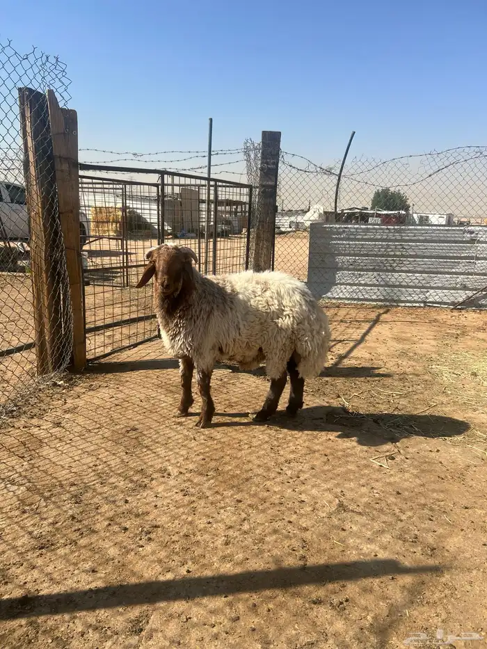 هرافى خرفان فل شحم 2