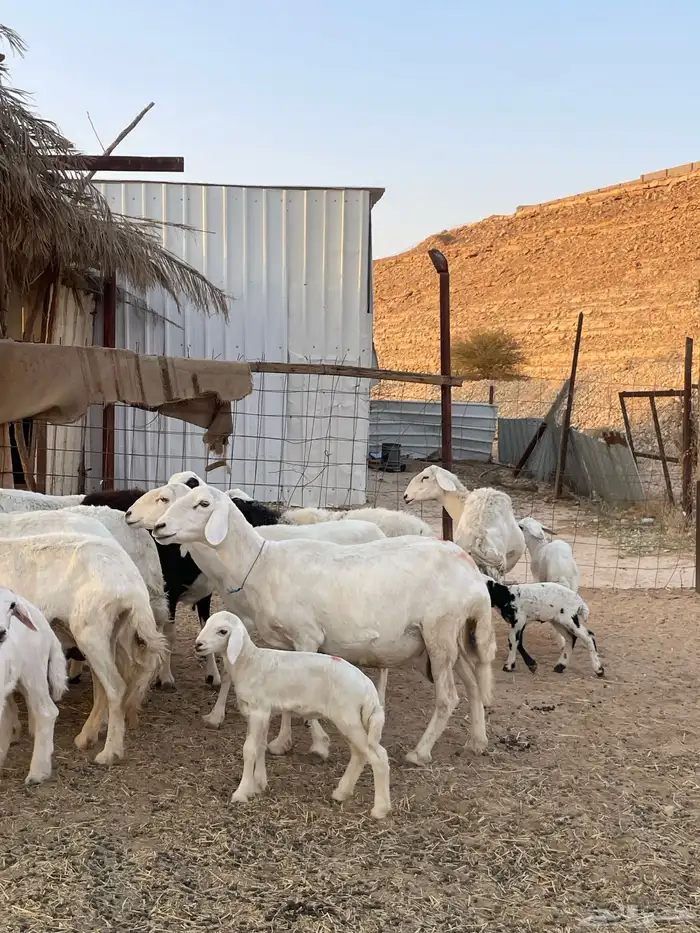 شياة حريات متابيع مقاني 2