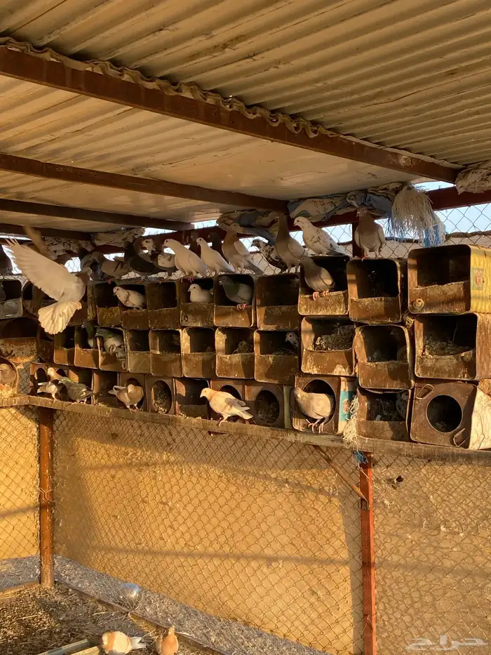 حمام للبيع فرنسي وباكستاني 5