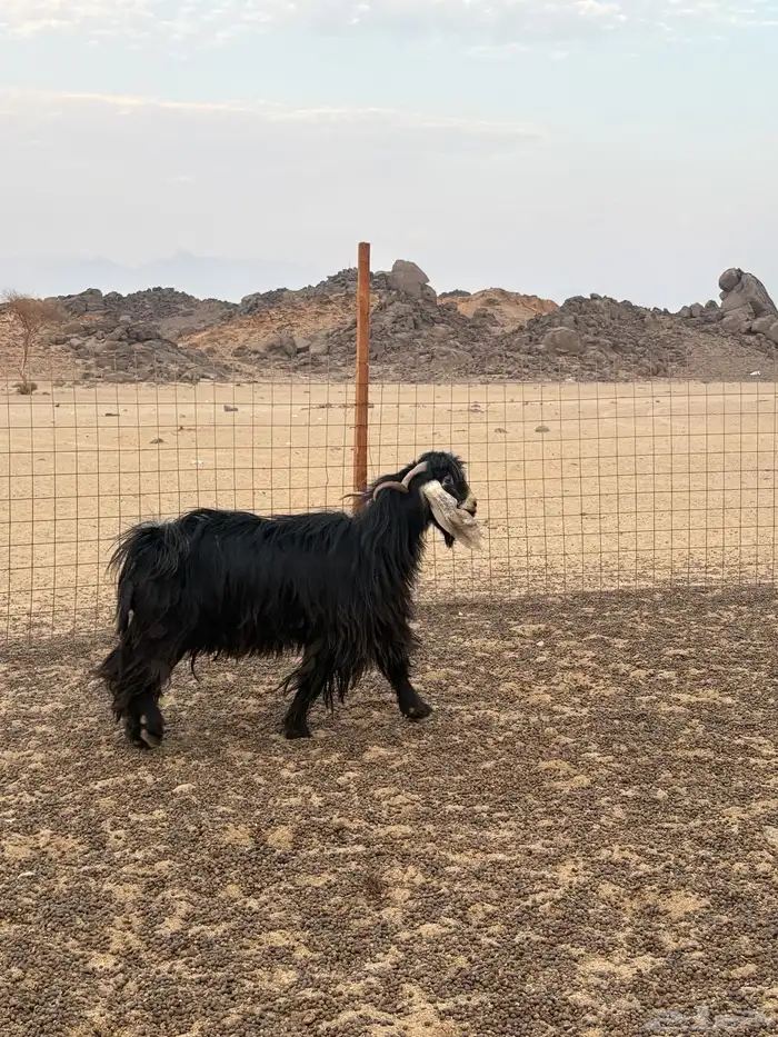 فحل  عارضي صنف 1