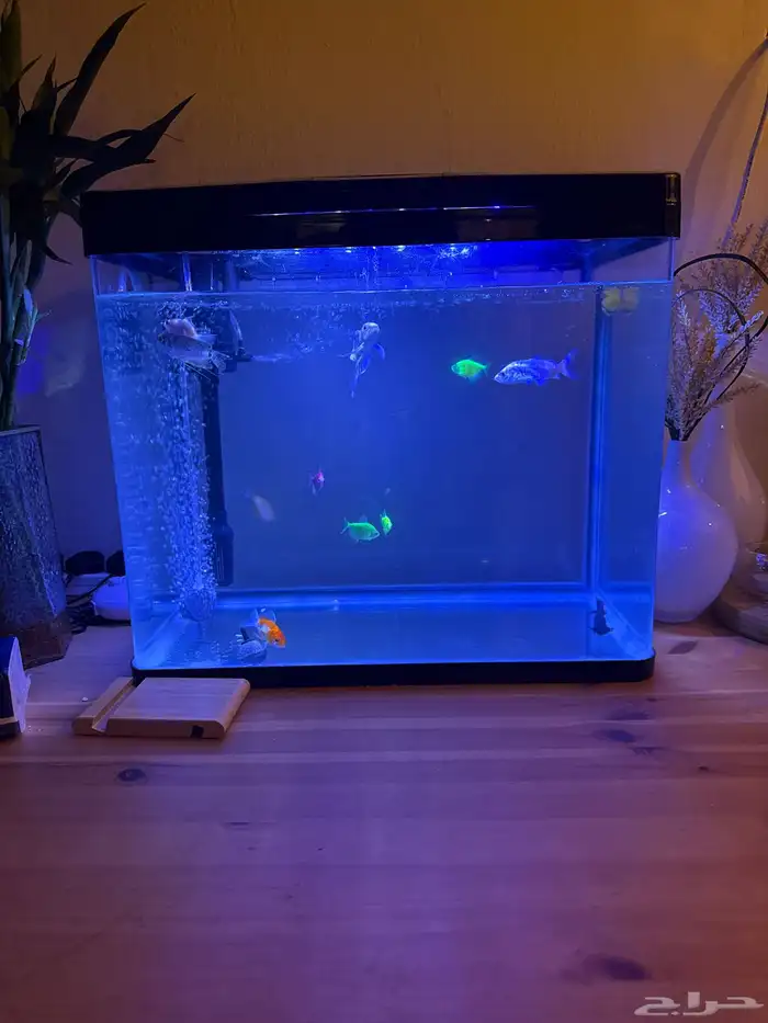 حوض سمك للبيع 1