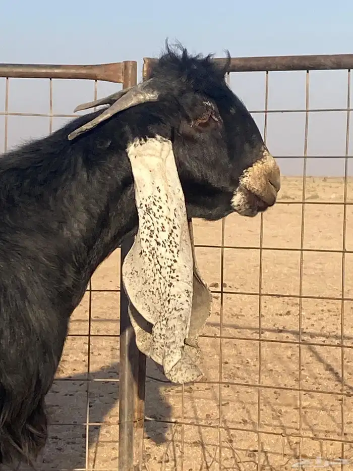 فحل عارضي صنف 1