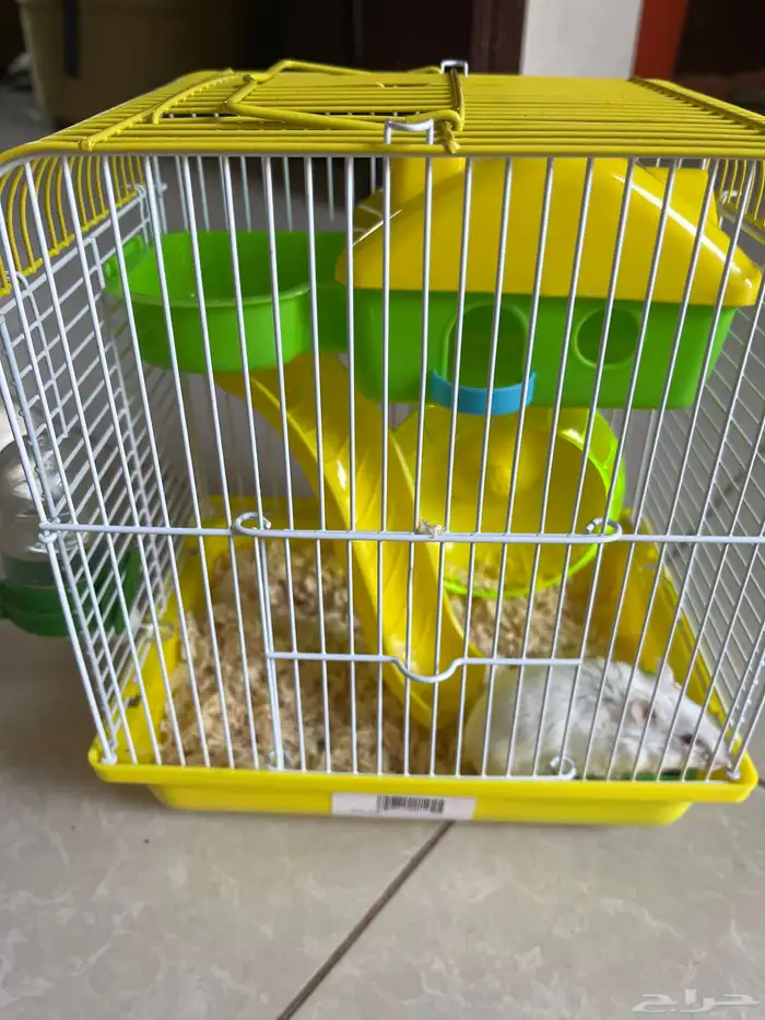 هامستر مدري وش نوعه بالضبط بس توي شاريه ومحد من اخواني يبيه 0