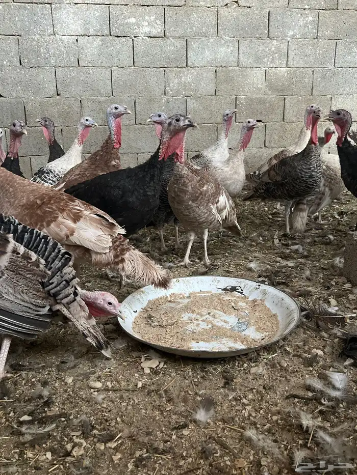 دجاج رومي بياض وبشاير 0