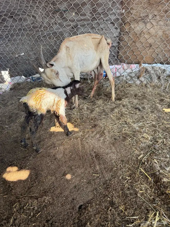 عنز قزم تحتها تيس 0