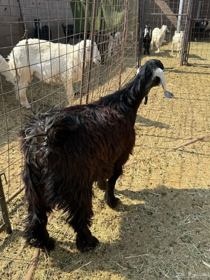 للبيع جفار ذبايح 2