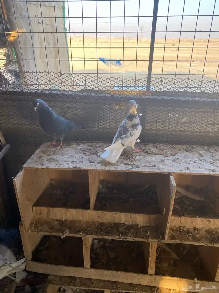 حمام قطيفي 1