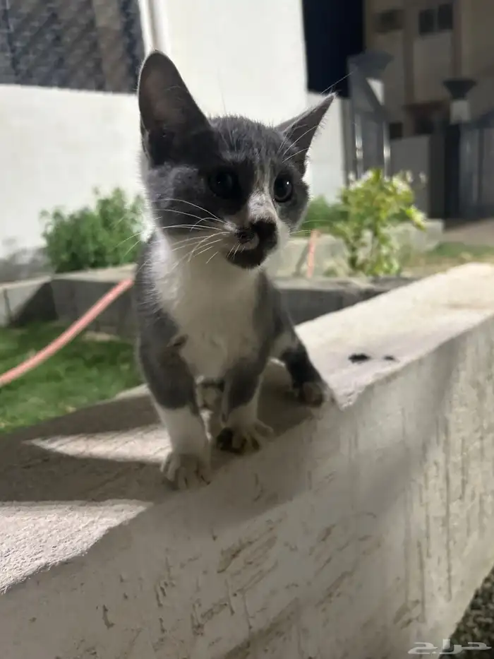 قطة صغيرة ذكر أليفه جدا 2