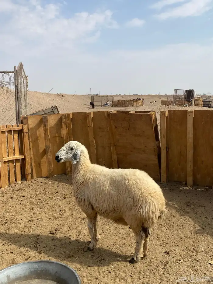 للبيع نعجه حايل طيبه بلحيل 2