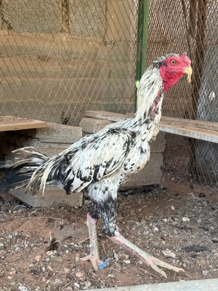 ديك فارسي ( جاوى ) 1