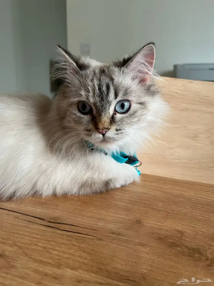 قطة تطلب التزاوج 0