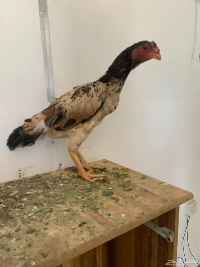 شامو الماني 4