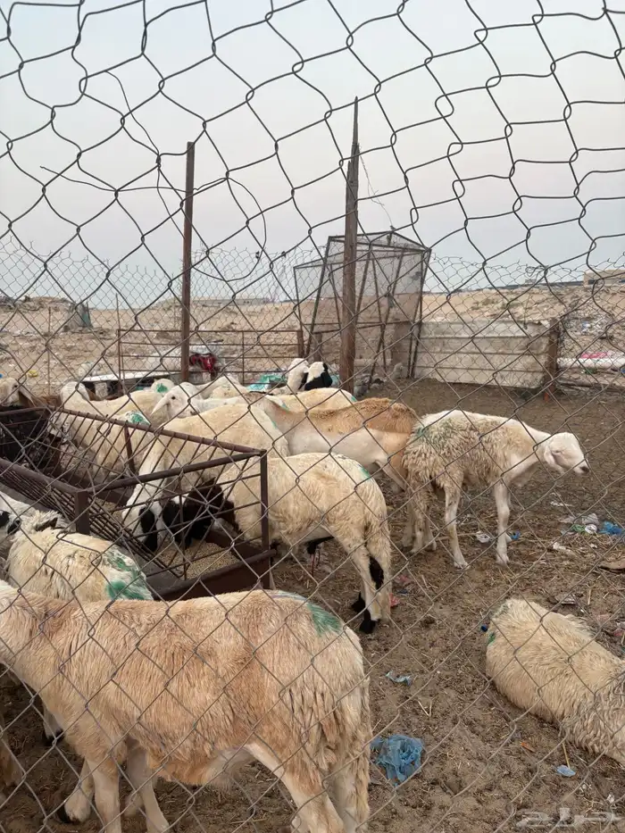 سواكني للبيع جمله أو تفريد 4