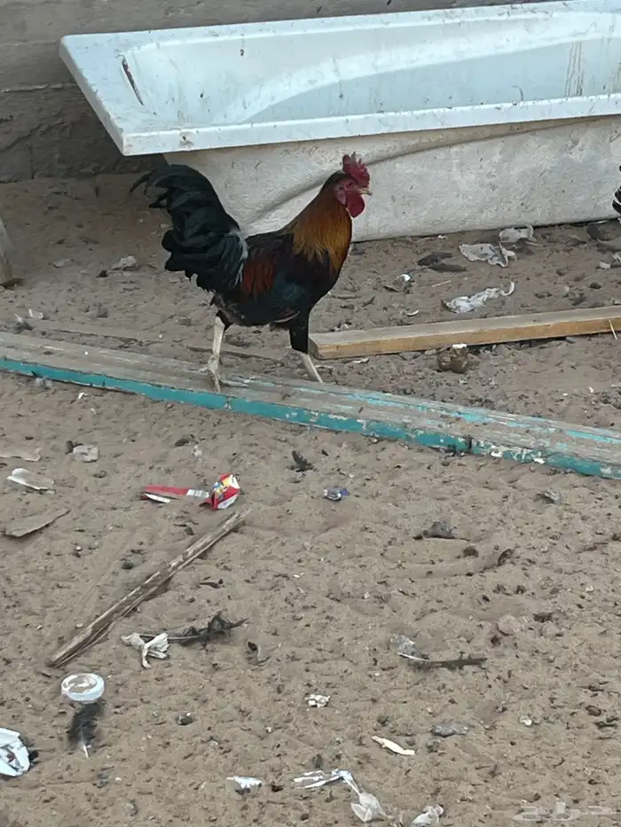 ديك عربي احمر تاج 5