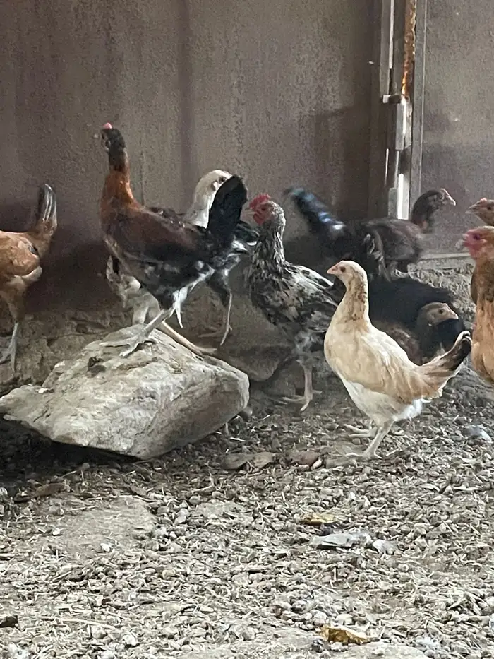 دجاج بلدي 11 حبه 1