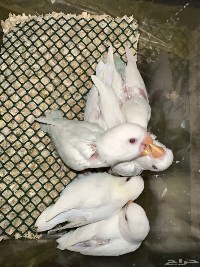 فروخ روز البينو قريب هدد(بالجملة) 0