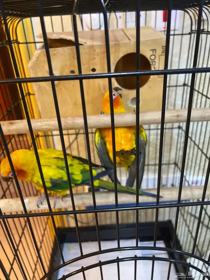 زوج صن كنيور ببغاء للبيع وسعر قابل للتفاوض الصامل 1