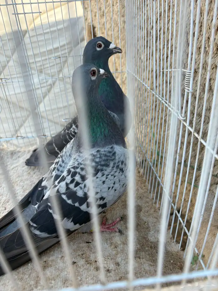 للبيع زوج زاجل 0