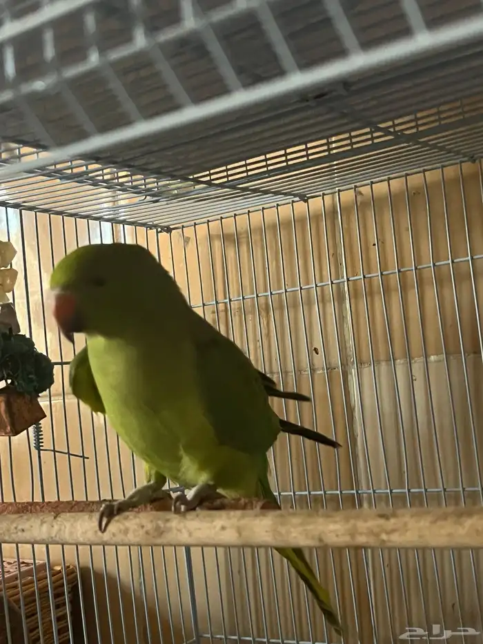 للبيع درة ببغاء الدرة 2