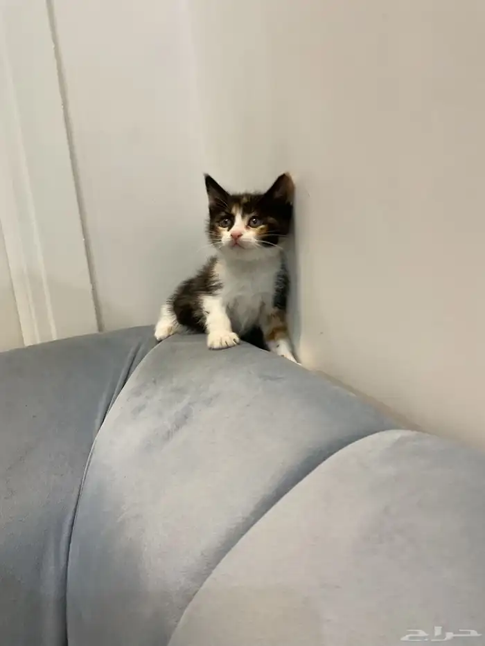 قطط للتبني 3