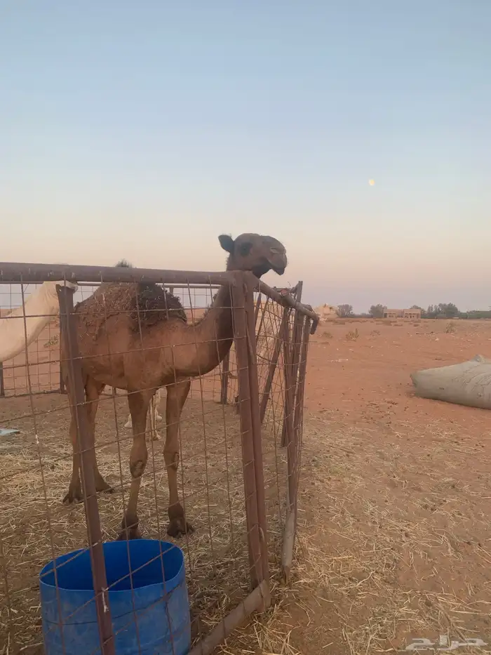للبيع بكرة صفراء على بعير الأمير فيصل سعود الأجرب 0
