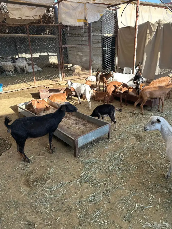 معزاء مشكلة بيشيات وجبلية 0