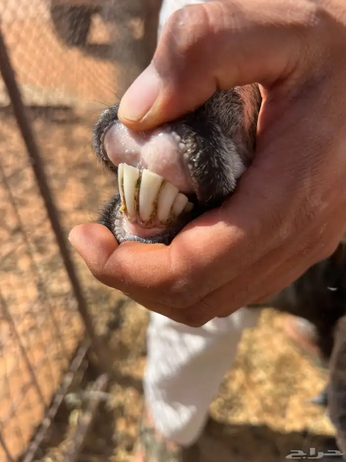 معزا دفيع شرط سونار 9