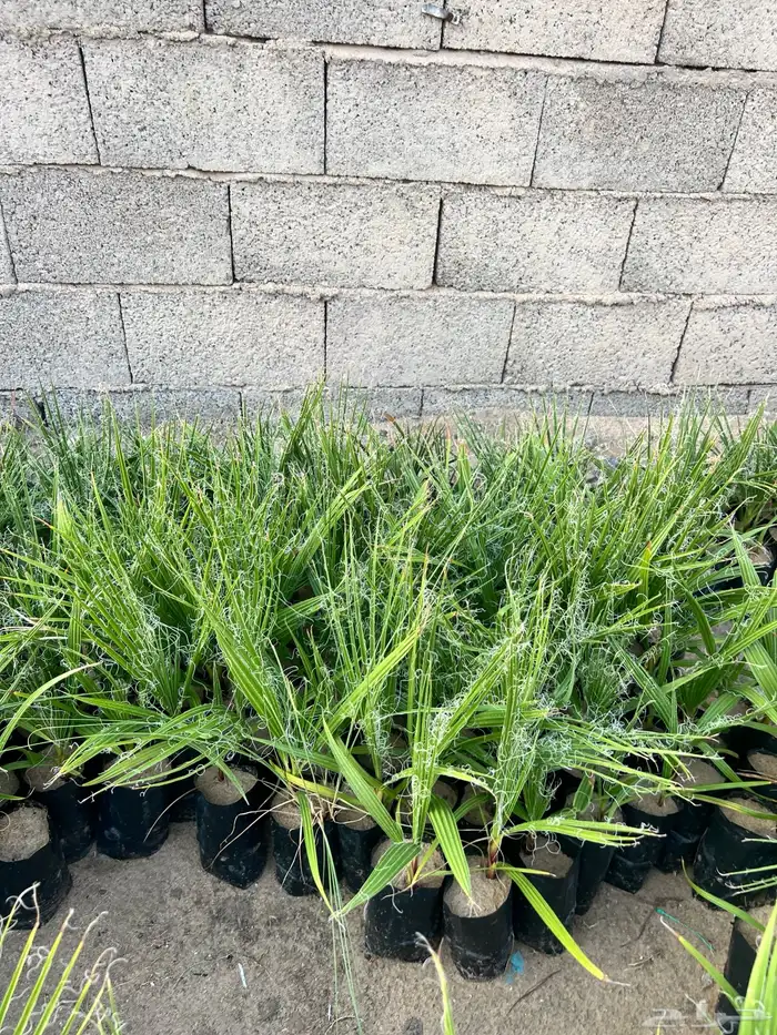 نخل واشنطونيا السعر 2 ريال فقط 5