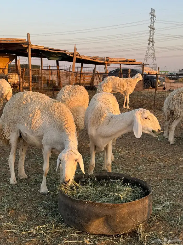 غنم صنف حريات حدود 40 ب الفحل 0