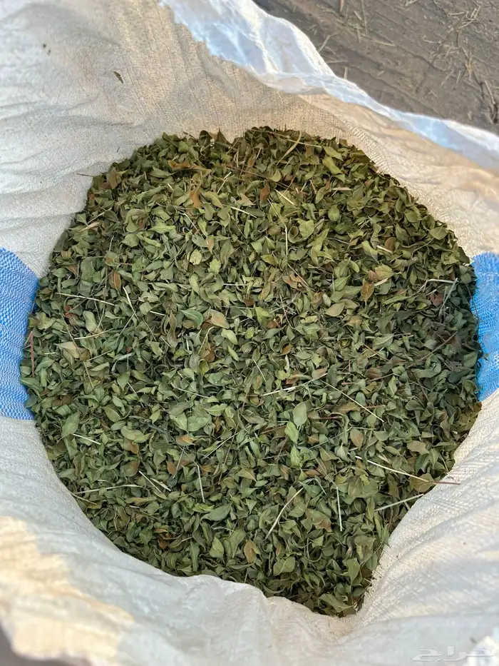 حنا ينبع النخل 2