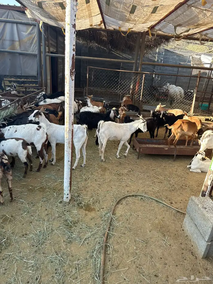 معزاء مشكلة بيشيات وجبلية 5