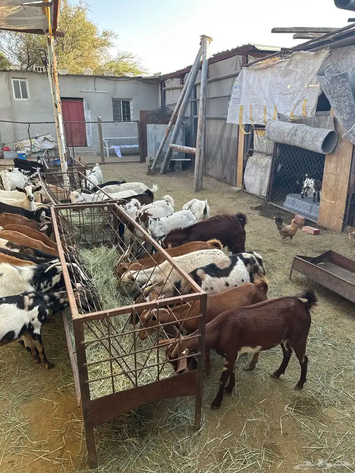 معزاء مشكلة بيشيات وجبلية 2