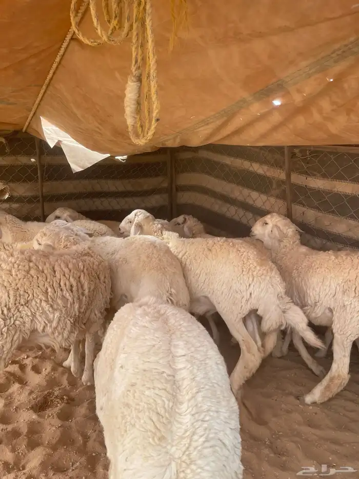 خرفان حريات 25