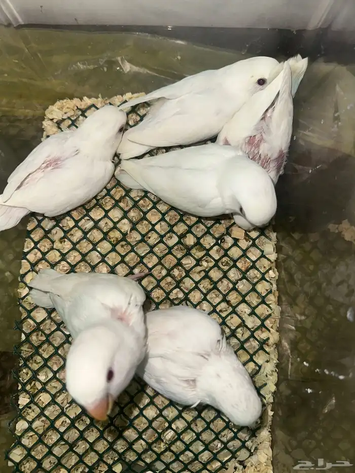 فروخ روز البينو قريب هدد(بالجملة) 2