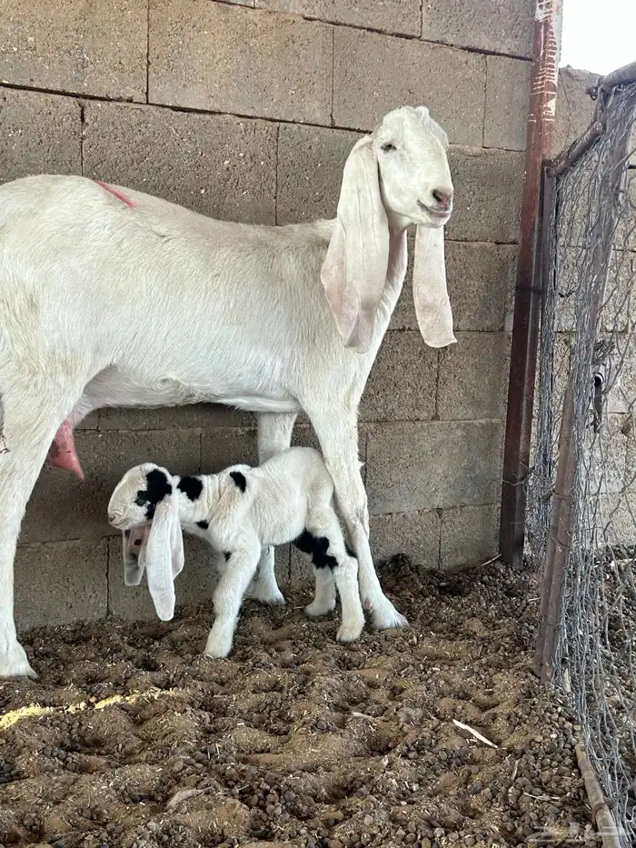 معزاء هولندية 10