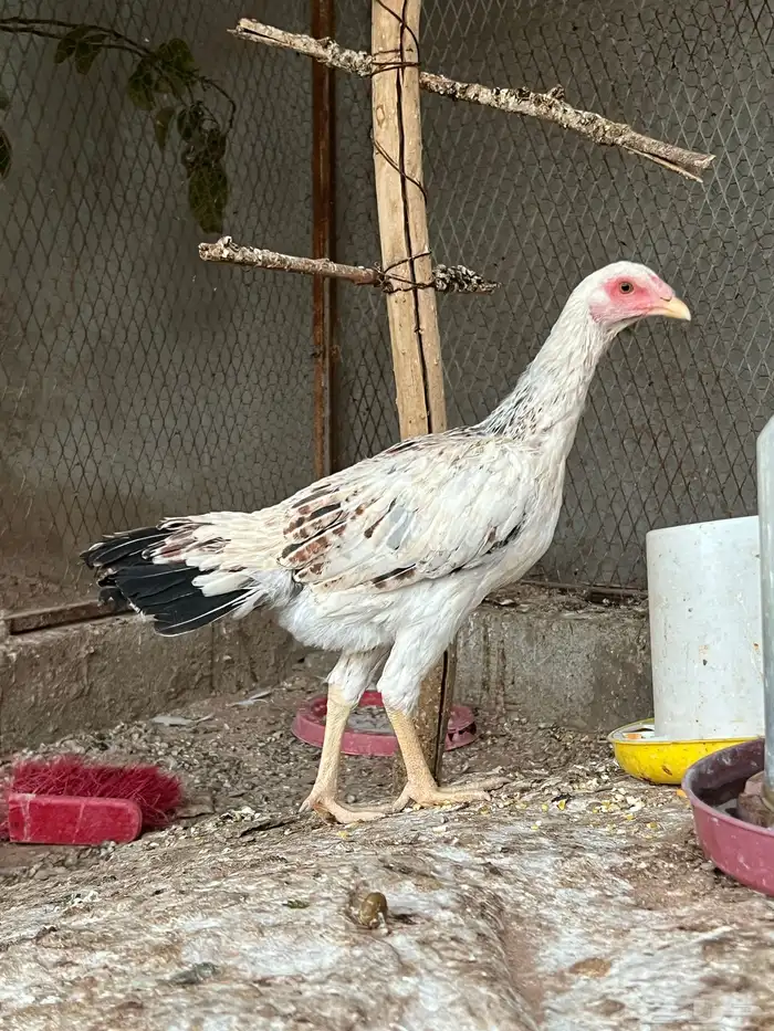 دجاج فارسي 1