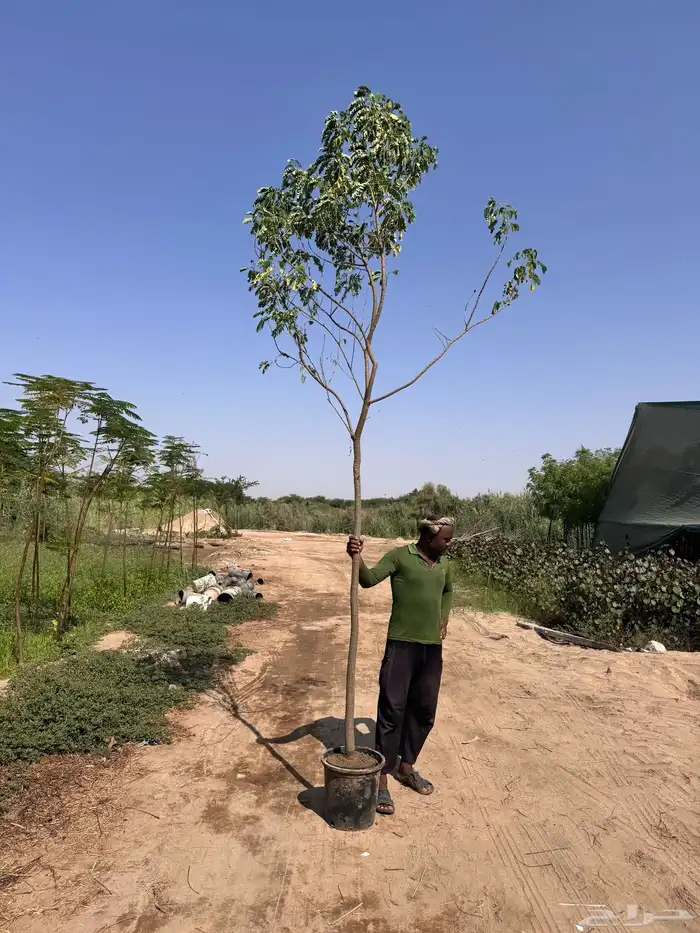 اكاسيا جلوكا 2 بوصة 0