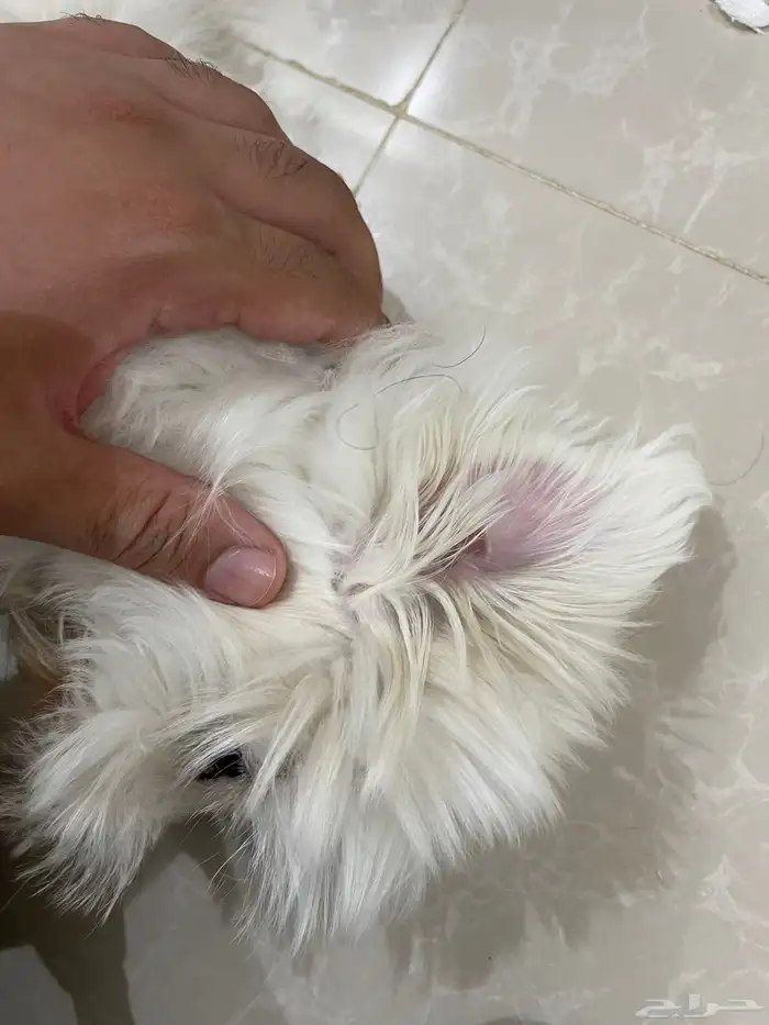 كلب مالتيز انيق 2