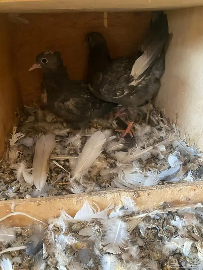 حمام قطيفي 2