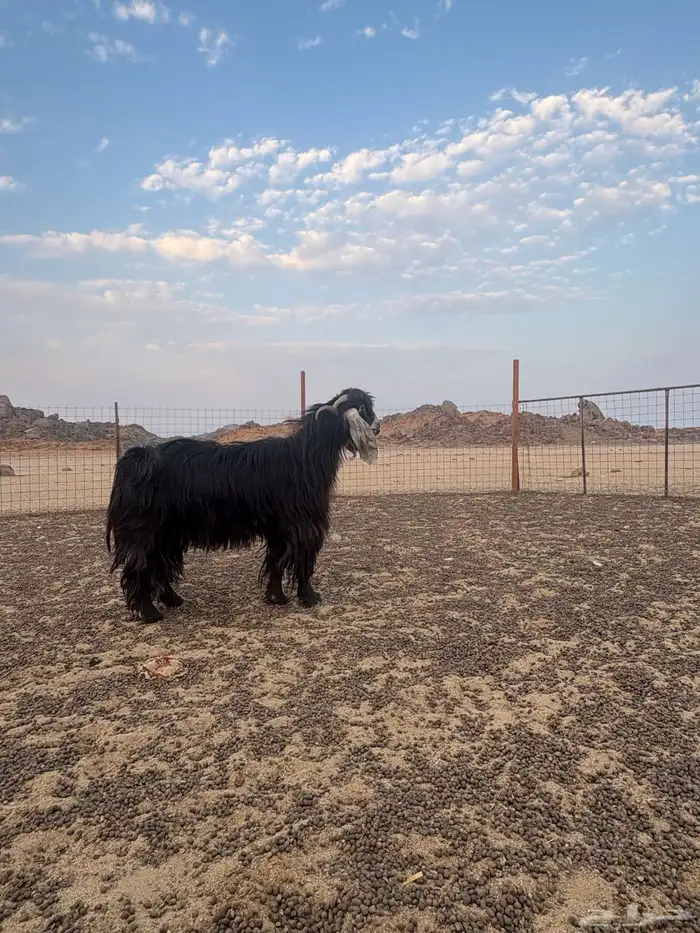 فحل  عارضي صنف 2