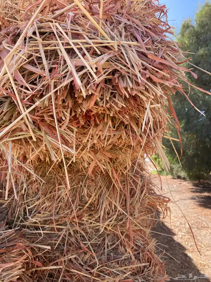 ذره جيزانيه 0